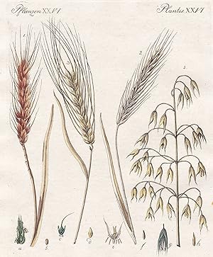 Imagen del vendedor de Pflanzen XXVI / Plantes XXVI - Der Waizen - Der Roggen oder das Korn - Die Gerste - Der Hafer" - Getreide corn cereal cereals Weizen wheat Roggen rye Hafer oat oats Gerste barley / Bilderbuch fr Kinder a la venta por Antiquariat Steffen Vlkel GmbH