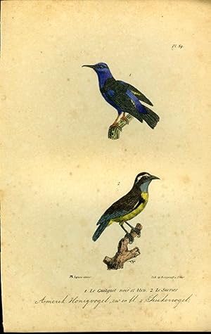 Seller image for Amerikaanse honigvogel, zwart en blauw / Suikervogel. Uit: Oeuvres compltes de Buffon suivies de ses continuateurs Daubenton, Lacpde, Cuvier, Dumril, Poiret, lesson et Geoffroy-St-Hillaire for sale by Emile Kerssemakers ILAB