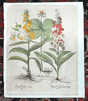 Seller image for Kolorierter Kupferstich aus dem Hortus Eystettensis. I. Herba Paris. II. Digitalis flori mcarnato. III. Digitalis flore luteo. for sale by Antiquariat Thomas Rezek