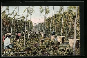 Seller image for Ansichtskarte Hop-Garden, Arbeiter bei der Hopfenernte for sale by Bartko-Reher