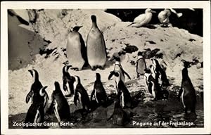 Ansichtskarte / Postkarte Zoologischer Garten Berlin, Pinguine auf der Freianlage