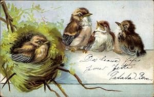 Ansichtskarte / Postkarte Vogel-Familie, Nest, Jungtiere