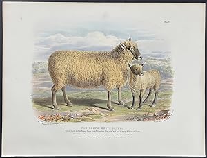 South Down Breed Sheep