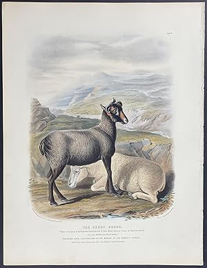 Kerry Breed Sheep