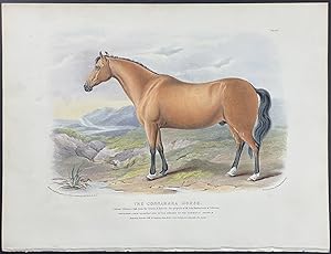 Connamara Horse