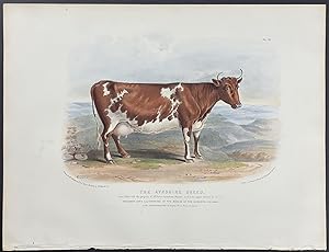 Ayrshire Breed Bull or Cow