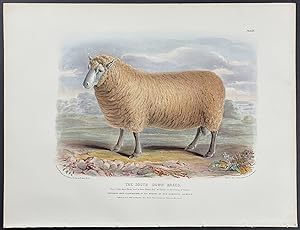 South Down Breed Sheep