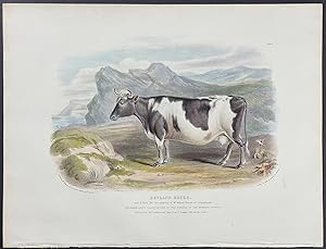 Zetland Breed Bull or Cow