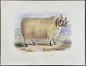 Black-faced Heath Breed Sheep