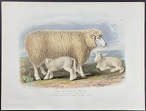 Cotswold Breed Sheep