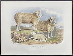 Ryeland Breed Sheep