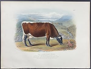 Glamorgan Breed Bull or Cow