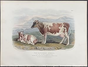 Alderney Breed Bull or Cow