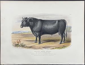 Polled Angus Breed Bull or Cow