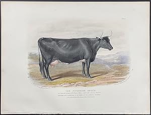 Fifeshire Breed Bull or Cow