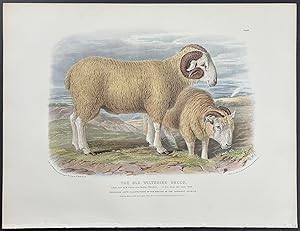 The Old Wiltshire Breed Sheep