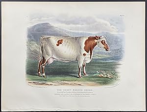 Short-horned Breed Bull or Cow