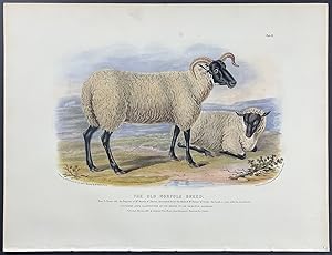 Old Norfolk Breed Sheep