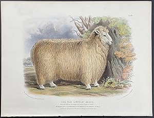 Old Lincoln Breed Sheep