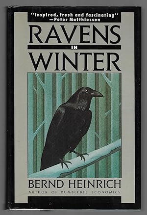 Ravens in Winter