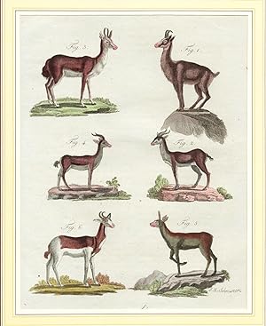 Vierfüßige Thiere, XXXII. Antilopen und Gazellen. Original altkolorierter Kupferstich um 1800