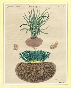 Pflanzen LXXXVIII. Erdmandel. Original altkolorierter Kupferstich um 1790
