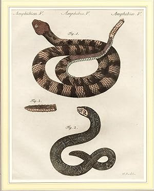 Amphibien, V. Klapperschlange und Wasserschlange. Original altkolorierter Kupferstich um 1800