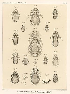 Bild des Verkufers fr Die Mallophagen, Tafel 2;Nova Acta Acad. C.L.C.G. Nat. Cur. Vol. XLIV. Original Lithographie von 1895 zum Verkauf von Antiquariat Kastanienhof