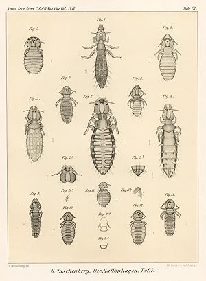 Bild des Verkufers fr Die Mallophagen, Tafel 7;Nova Acta Acad. C.L.C.G. Nat. Cur. Vol. XLIV. Original Lithographie von 1895 zum Verkauf von Antiquariat Kastanienhof