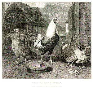 Seller image for British Game Fowls. Original Stahlstich um 1830 for sale by Antiquariat Kastanienhof