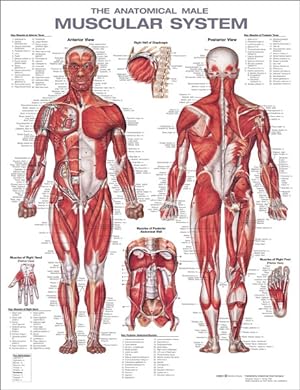 Seller image for Anatomical Male Muscular System Anatomical Chart for sale by GreatBookPrices