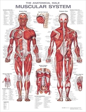 Seller image for Anatomical Male Muscular System Anatomical Chart for sale by GreatBookPrices