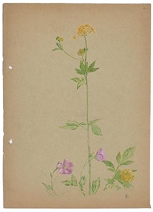 Image du vendeur pour Study of yellow and lilac blooming plants. mis en vente par Galerie Joseph Fach GmbH