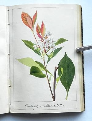 Album mit 59 (1 gefalt.) altkolorierten lithografischen Blumengewächsen, jeweils mit lateinischer...