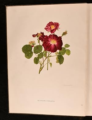 Seller image for Old Garden Roses for sale by Rooke Books PBFA