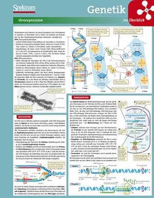 Bild des Verkufers fr Lerntafel: Genetik im berblick (Lerntafeln Biologie) zum Verkauf von CSG Onlinebuch GMBH