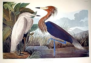 Purple Heron. From "The Birds of America" (Amsterdam Edition)