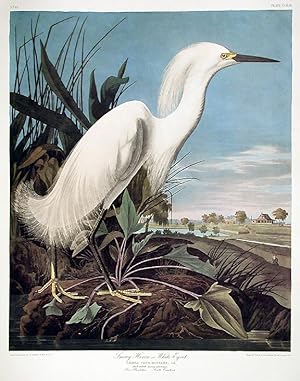 Immagine del venditore per Snowy Heron or White Egret. From "The Birds of America" (Amsterdam Edition) venduto da Donald A. Heald Rare Books (ABAA)