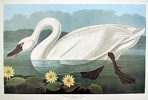 Common American Swan. From "The Birds of America" (Amsterdam Edition)