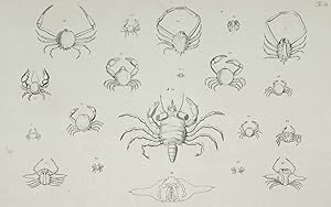 Johann Friedrich Wilhelm Herbst, Crustacea, Krabben und Krebse, Krebstiere (Crustacea). - Herbst,...