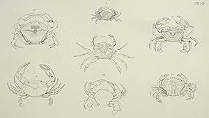 Johann Friedrich Wilhelm Herbst, Crustacea, Krabben und Krebse, Krebstiere (Crustacea). - Herbst,...