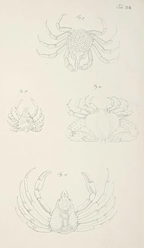 Johann Friedrich Wilhelm Herbst, Crustacea, Krabben und Krebse, Krebstiere (Crustacea). - Herbst,...