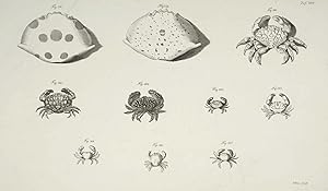 Johann Friedrich Wilhelm Herbst, Crustacea, Krabben und Krebse, Krebstiere (Crustacea). - Herbst,...