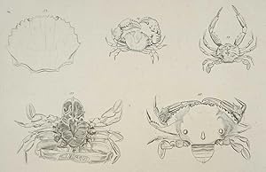 Johann Friedrich Wilhelm Herbst, Crustacea, Krabben und Krebse, Krebstiere (Crustacea). - Herbst,...