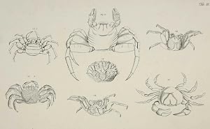 Johann Friedrich Wilhelm Herbst, Crustacea, Krabben und Krebse, Krebstiere (Crustacea). - Herbst,...