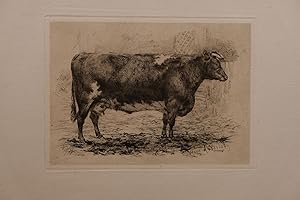 ETCHINGS OF CELEBRATED SHORTHORNS.