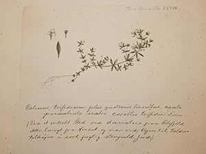 Galium trifidium.- (Dreispaltiges Labkraut).