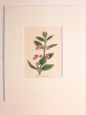 Bild des Verkufers fr Melittis Melissophyllum.- (Immenblatt). zum Verkauf von Antiquariat Diderot