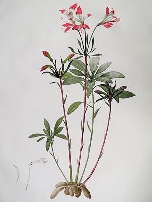 Alstroemeria Ligtu. Alstroemeria Ligtu. Gravure originale aquarellée issue de l'édition originale...