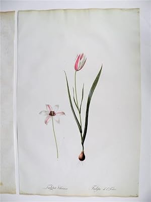 Tulipa Clusiana. Tulipe de l'Ecluse. Gravure originale aquarellée issue de l'édition originale de...